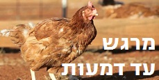 הנס של סינדרלה