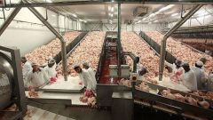 מפעל לייצור בשר