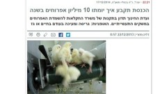 המתת אפרוחים גז ביצים זכרים