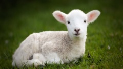 lamb - הפרדת טלה